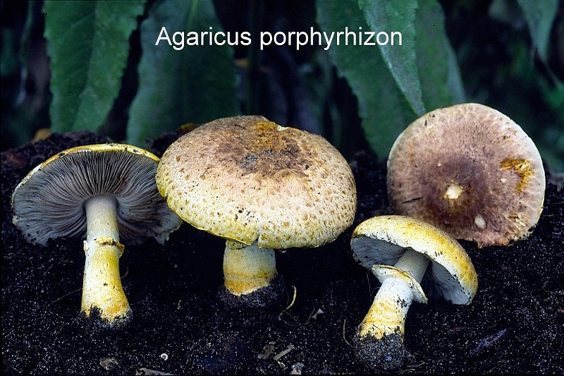 Agaricus porphyrizon-amf171-2.jpg - Agaricus porphyrizon ; Syn1: Agaricus purpurascens ; Syn2: Agaricus arvensis var.purpurascens ; Nom français: Agaric porphyre
